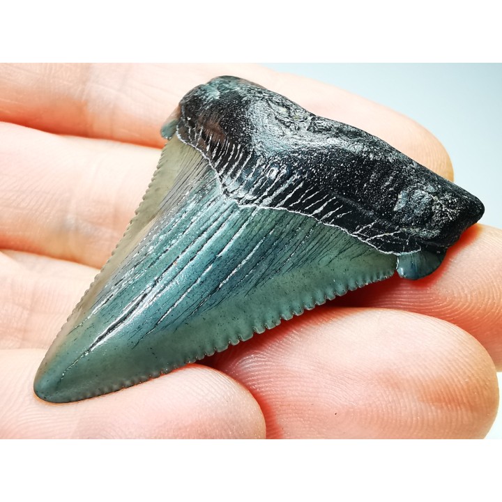 Dent de requin: Carcharodon megalodon, Miocène (USA)