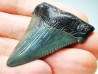 shark teeth: Carcharodon megalodon - Miocene (USA)