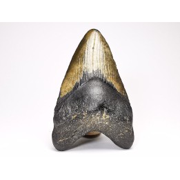 shark teeth: Carcharodon megalodon - Miocene (USA)