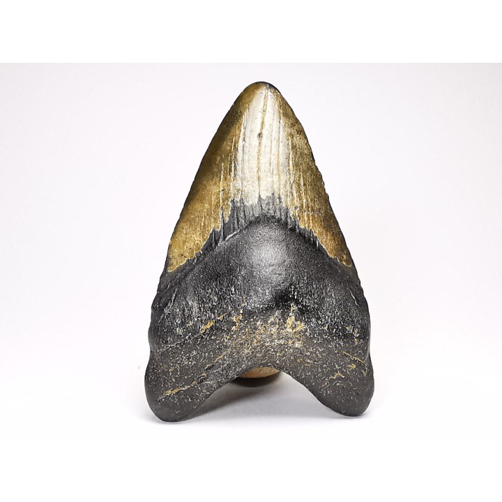 shark teeth: Carcharodon megalodon - Miocene (USA)