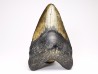 shark teeth: Carcharodon megalodon - Miocene (USA)