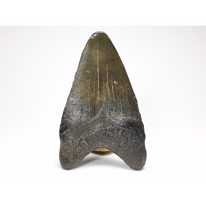 Dent de requin: Carcharodon megalodon, Miocène (USA)