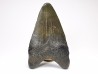 shark teeth: Carcharodon megalodon - Miocene (USA)