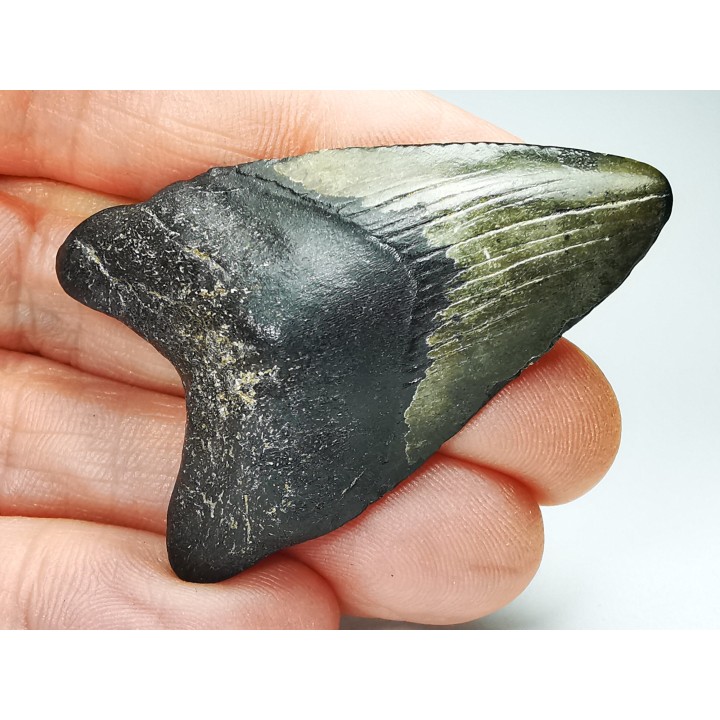 Dent de requin: Carcharodon megalodon, Miocène (USA)