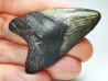 shark teeth: Carcharodon megalodon - Miocene (USA)