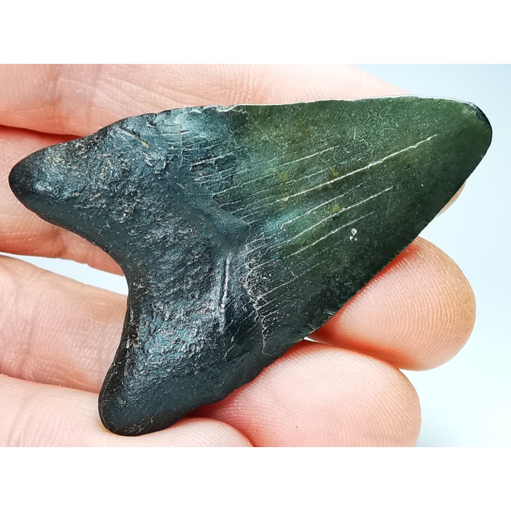 shark teeth: Carcharodon megalodon - Miocene (USA)