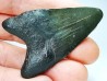Dent de requin: Carcharodon megalodon, Miocène (USA)