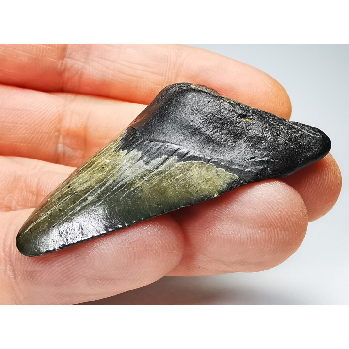 shark teeth: Carcharodon megalodon - Miocene (USA)