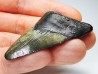 shark teeth: Carcharodon megalodon - Miocene (USA)