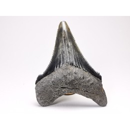 shark teeth: Carcharodon megalodon - Miocene (USA)