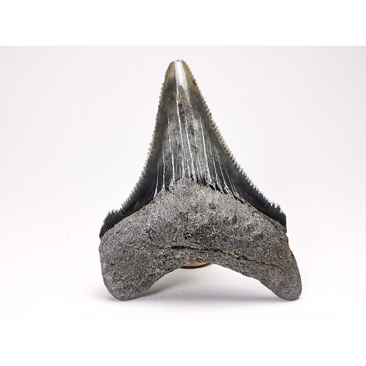 Dent de requin: Carcharodon megalodon, Miocène (USA)