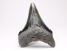 Dent de requin: Carcharodon megalodon, Miocène (USA)