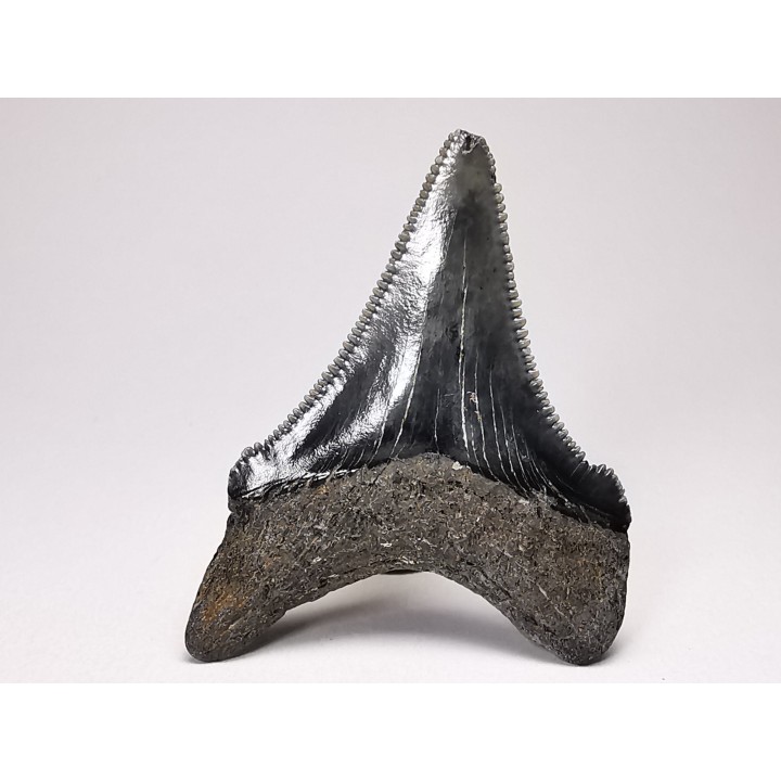 shark teeth: Carcharodon megalodon - Miocene (USA)