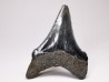 shark teeth: Carcharodon megalodon - Miocene (USA)