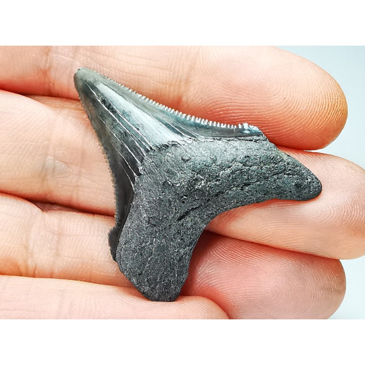shark teeth: Carcharodon megalodon - Miocene (USA)