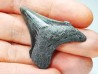 Dent de requin: Carcharodon megalodon, Miocène (USA)