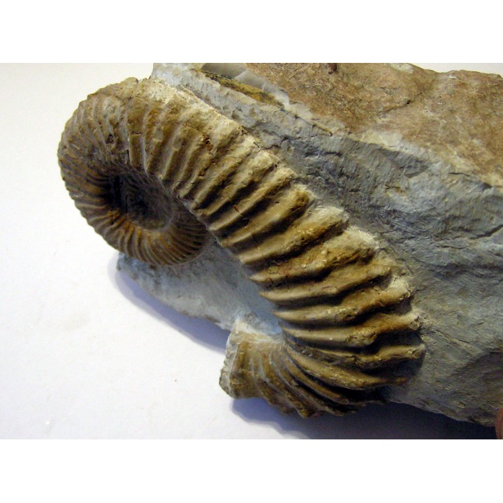 PSEUDOCRIOCERAS FASICULARE