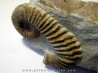 PSEUDOCRIOCERAS FASICULARE