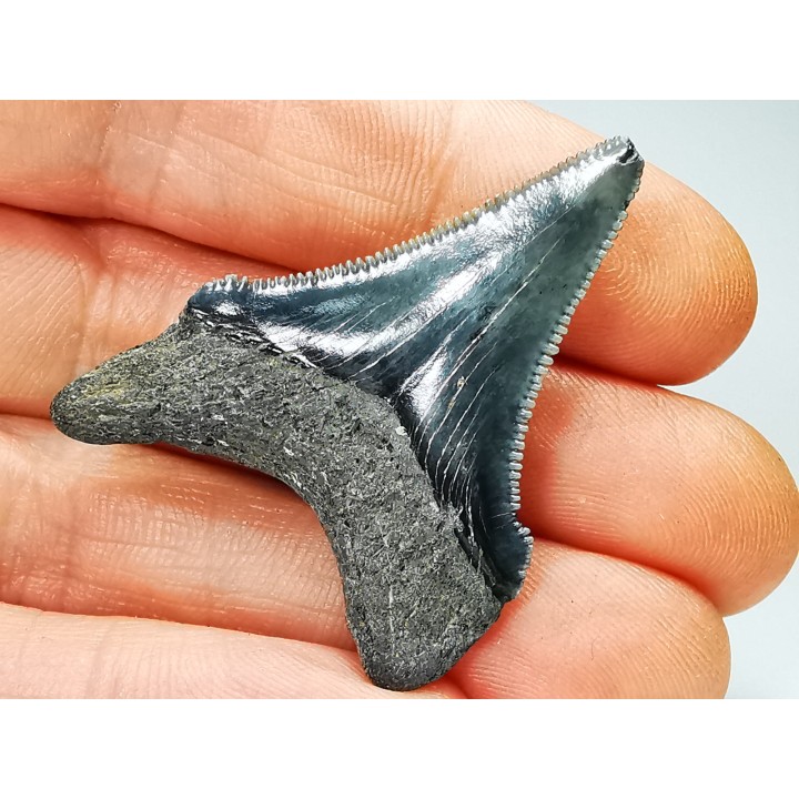 Dent de requin: Carcharodon megalodon, Miocène (USA)