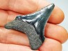 Dent de requin: Carcharodon megalodon, Miocène (USA)