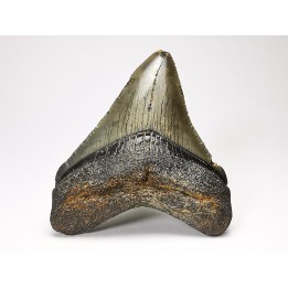 shark teeth: Carcharodon megalodon - Miocene (USA)