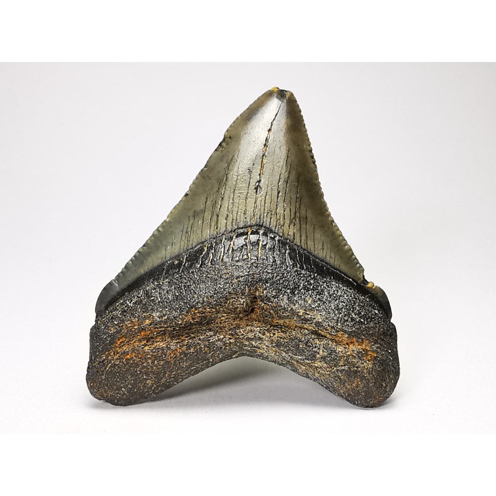 Dent de requin: Carcharodon megalodon, Miocène (USA)