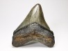 Dent de requin: Carcharodon megalodon, Miocène (USA)