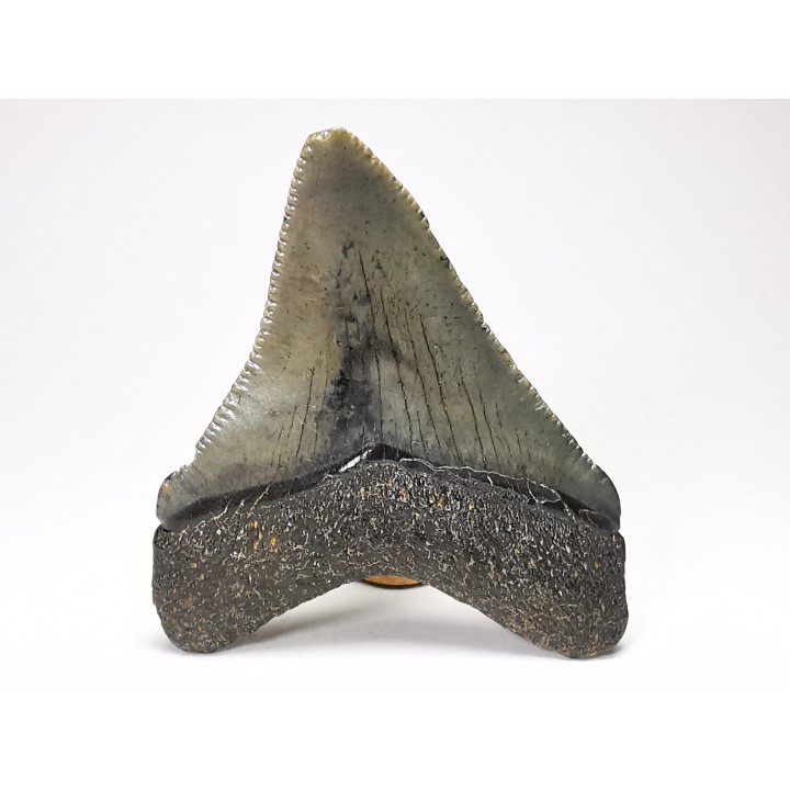 shark teeth: Carcharodon megalodon - Miocene (USA)
