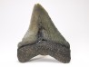 Dent de requin: Carcharodon megalodon, Miocène (USA)