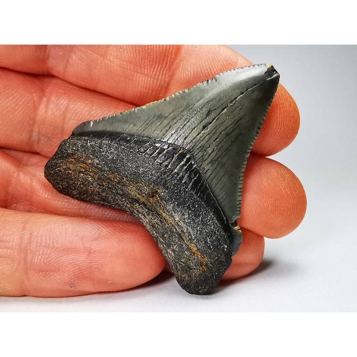shark teeth: Carcharodon megalodon - Miocene (USA)
