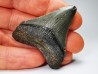 shark teeth: Carcharodon megalodon - Miocene (USA)
