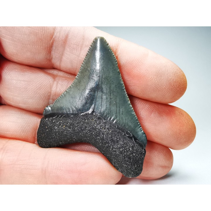 Dent de requin: Carcharodon megalodon, Miocène (USA)