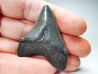Dent de requin: Carcharodon megalodon, Miocène (USA)