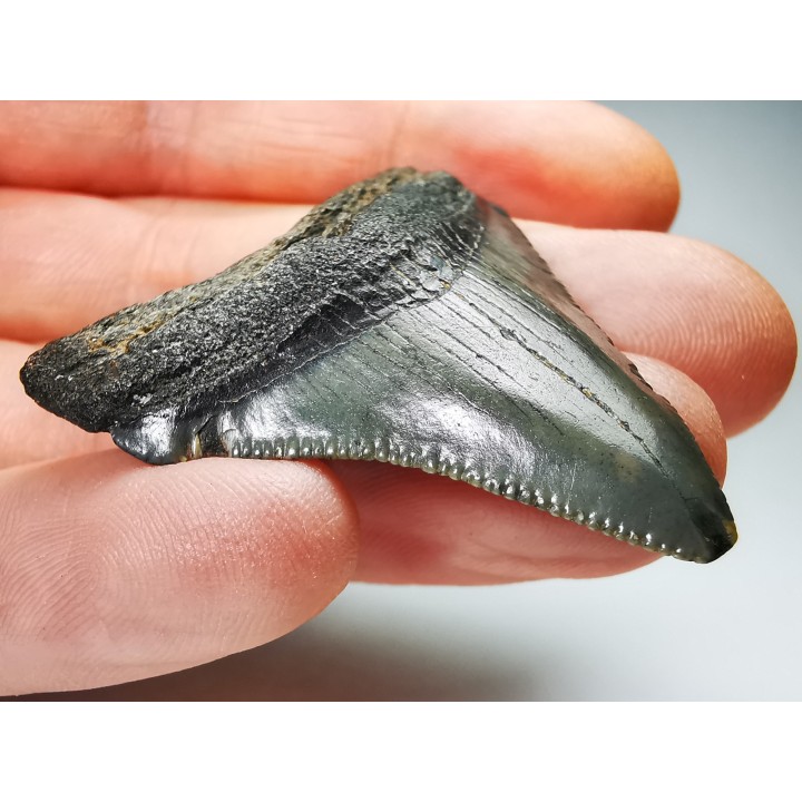 Dent de requin: Carcharodon megalodon, Miocène (USA)