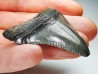 shark teeth: Carcharodon megalodon - Miocene (USA)