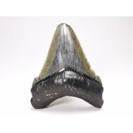 shark teeth: Carcharodon megalodon - Miocene (USA)
