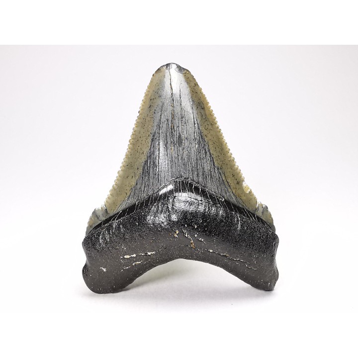 Dent de requin: Carcharodon megalodon, Miocène (USA)