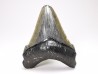 Dent de requin: Carcharodon megalodon, Miocène (USA)
