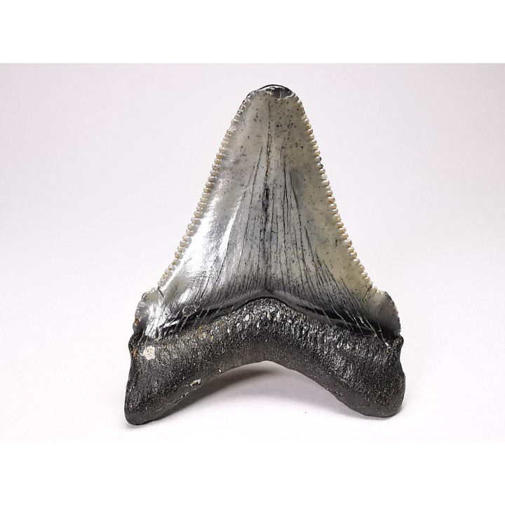 shark teeth: Carcharodon megalodon - Miocene (USA)
