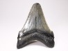 Dent de requin: Carcharodon megalodon, Miocène (USA)
