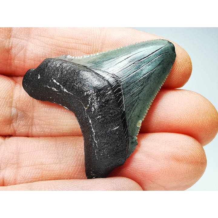 shark teeth: Carcharodon megalodon - Miocene (USA)