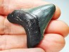 shark teeth: Carcharodon megalodon - Miocene (USA)