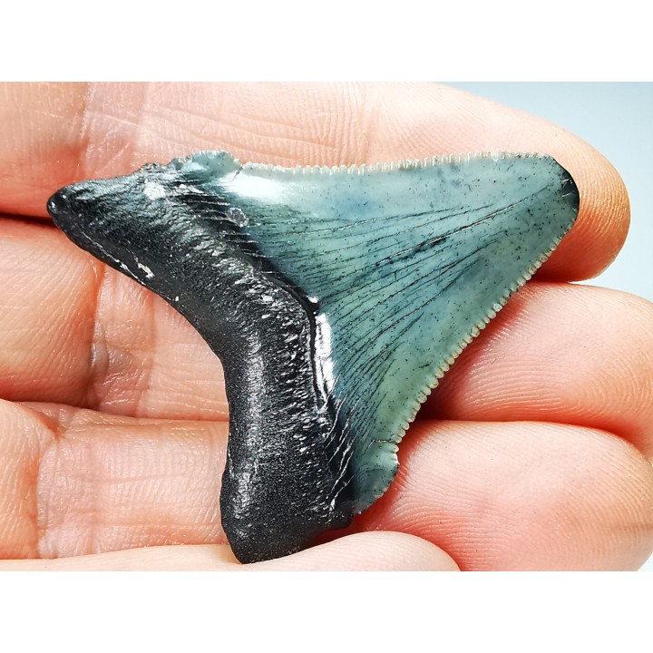 Dent de requin: Carcharodon megalodon, Miocène (USA)