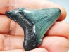 shark teeth: Carcharodon megalodon - Miocene (USA)
