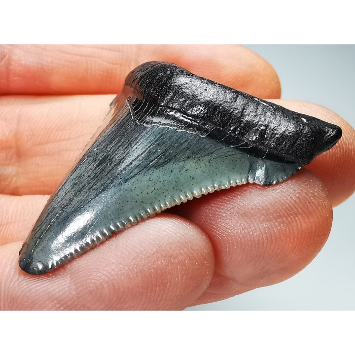 Dent de requin: Carcharodon megalodon, Miocène (USA)