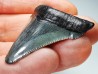 shark teeth: Carcharodon megalodon - Miocene (USA)