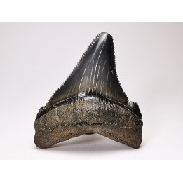 Dent de requin: Carcharodon megalodon, Miocène (USA)