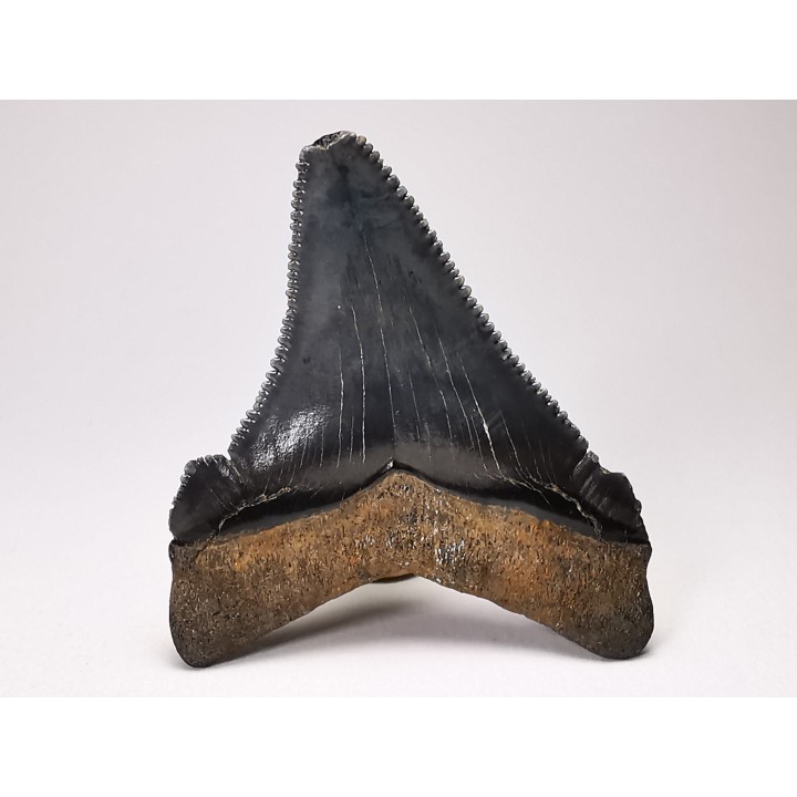 Dent de requin: Carcharodon megalodon, Miocène (USA)