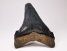 Dent de requin: Carcharodon megalodon, Miocène (USA)