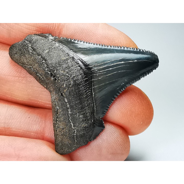 Dent de requin: Carcharodon megalodon, Miocène (USA)